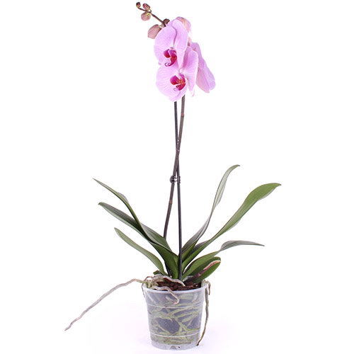 Фото товара Орхидея в Умани