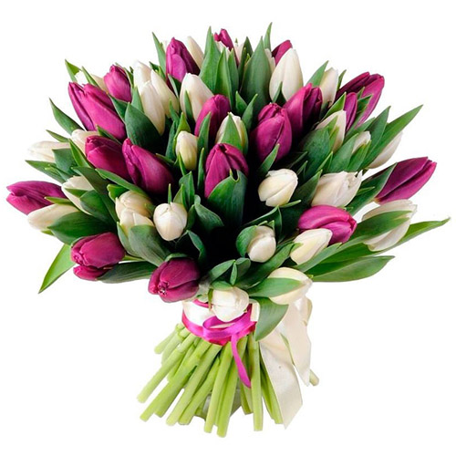 Фото товара 51 бело-пурпурный тюльпан (с лентой) в Умани