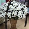 Фото товара Корзина "Жёлтые хризантемы и розы"" в Умани